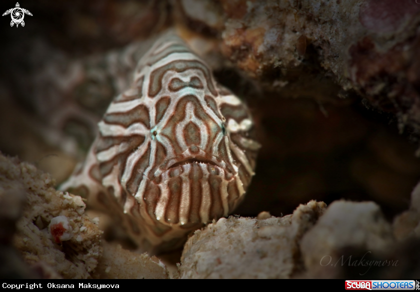 A Juvenile Psychedelic frogfish (Histiophryne psychedelica)  