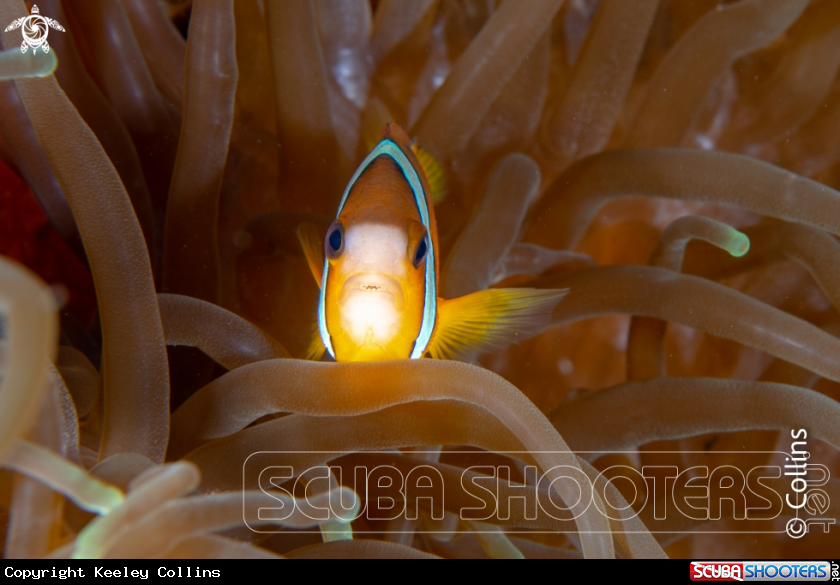 A Clark's Anemonefish