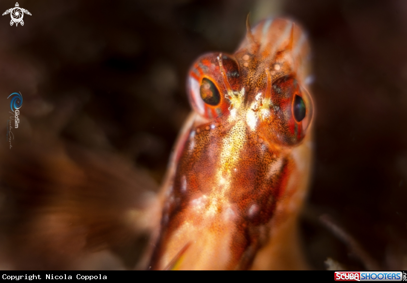 A The eyes