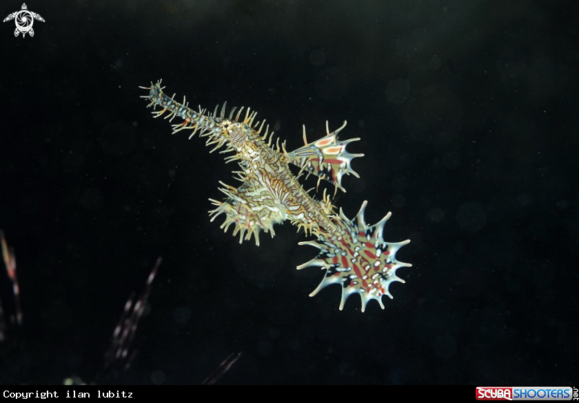 A ghost pipefish