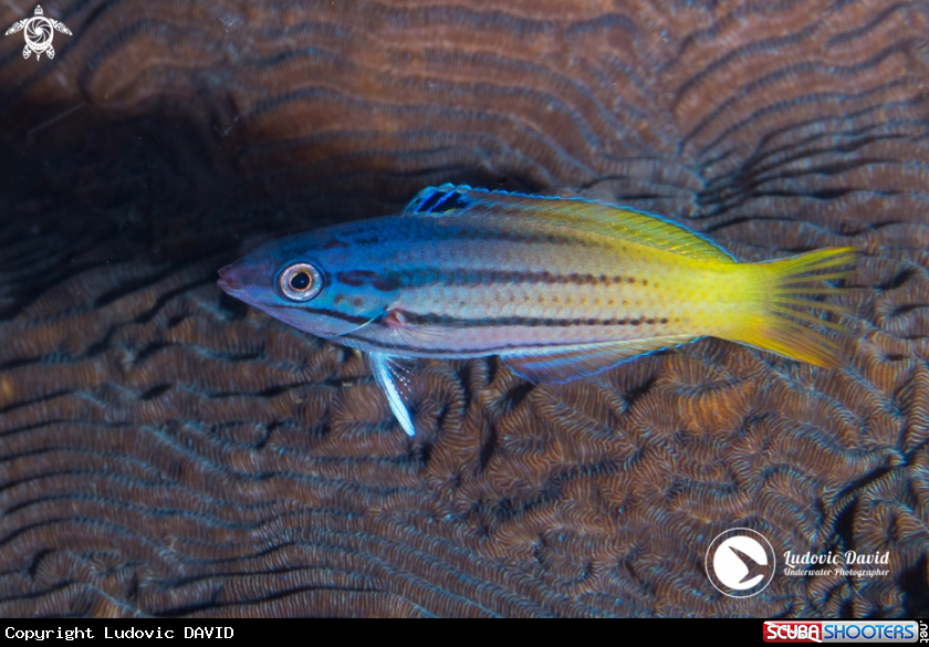 A Twotone Wrasse