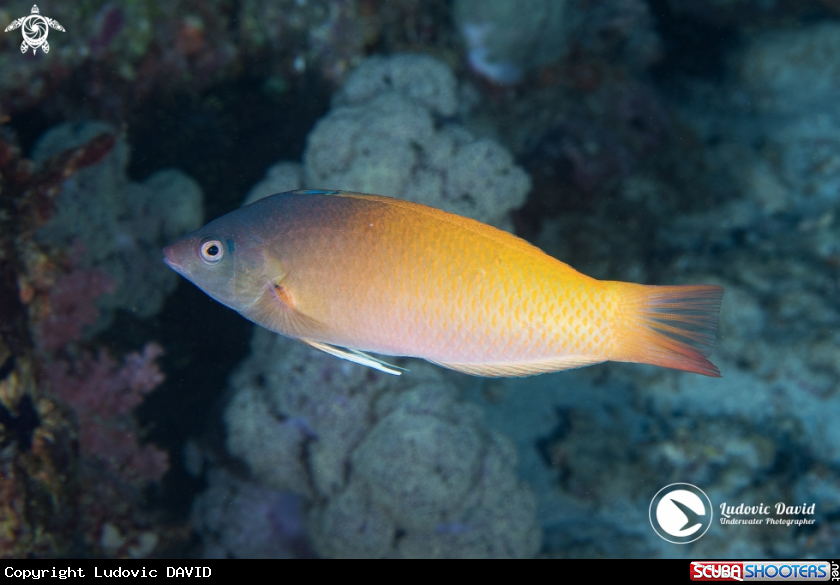 A Twotone Wrasse