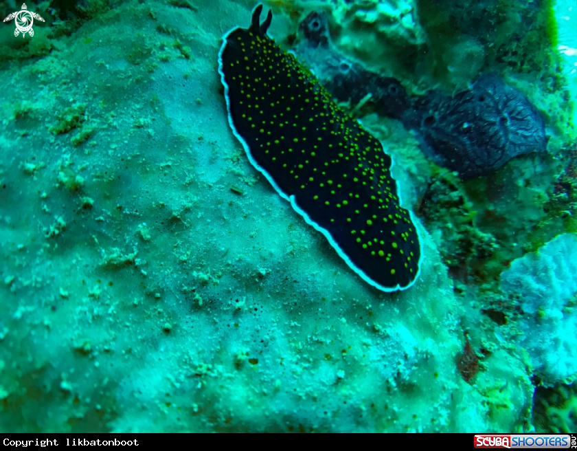A YELLOW SPOTTED SEA SLUG
