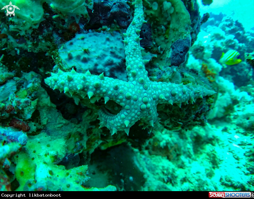 A STARFISH