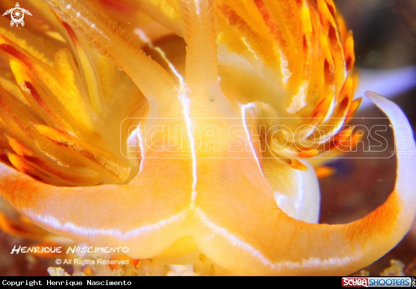 A Nudibranch