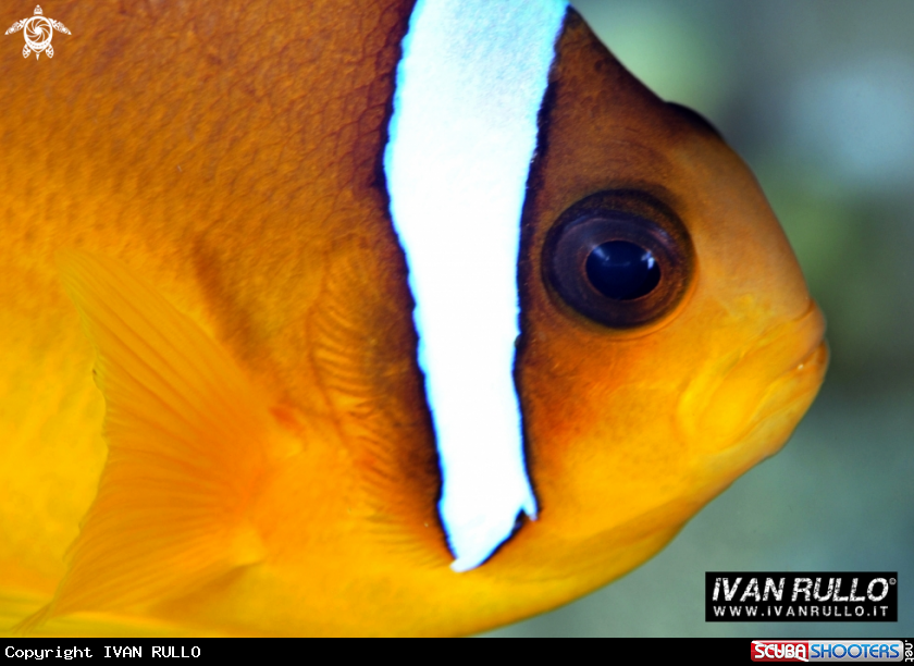 A CLOWNFISH