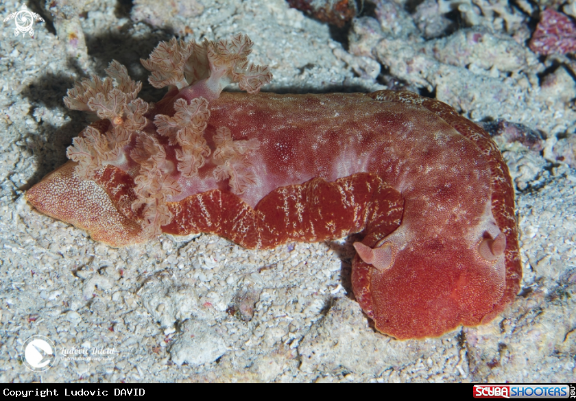 A Spanish Dancer