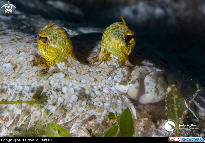 A Leopard Flounder