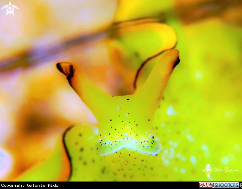 A Elysia Sea Slug