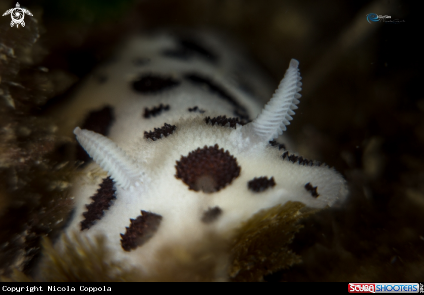A Discodoris atromaculata