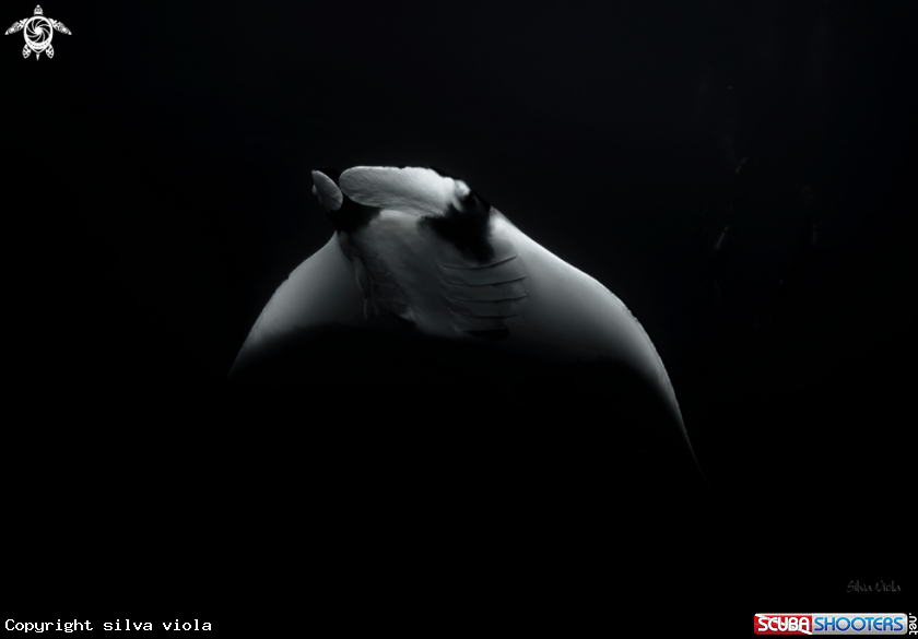A Giant Oceanic Manta 