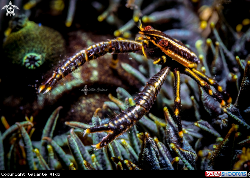 A Crinoid Squat Lobster