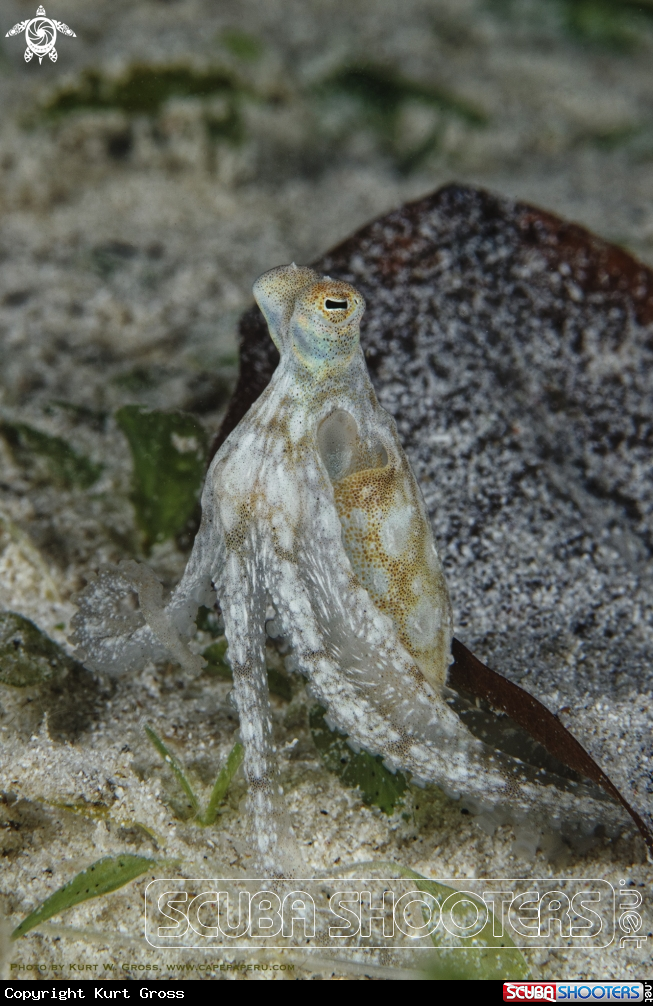 A Long arm octopus