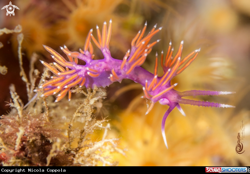 A Flabellina ischitana