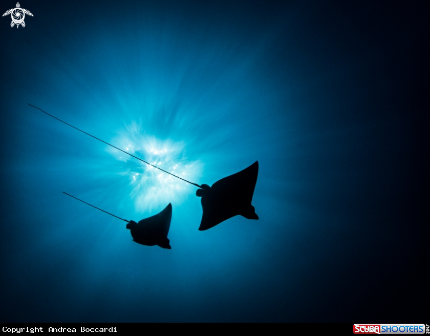 A eagle ray