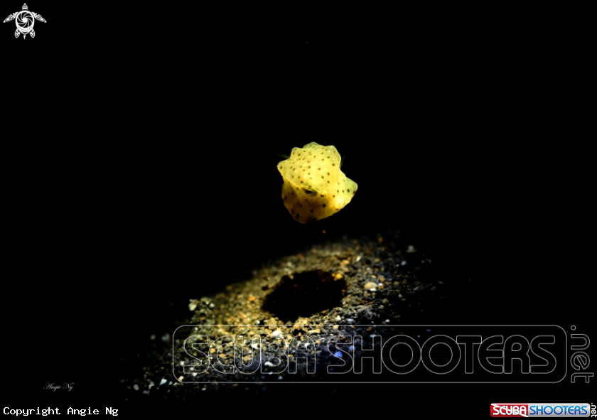 A Unidentified Boxfish