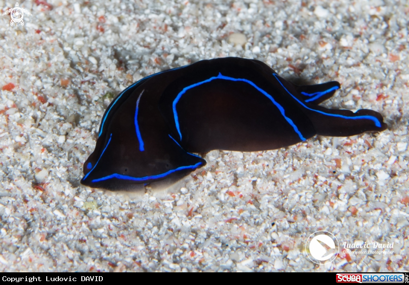 A Blue Velvet Headshield Slug