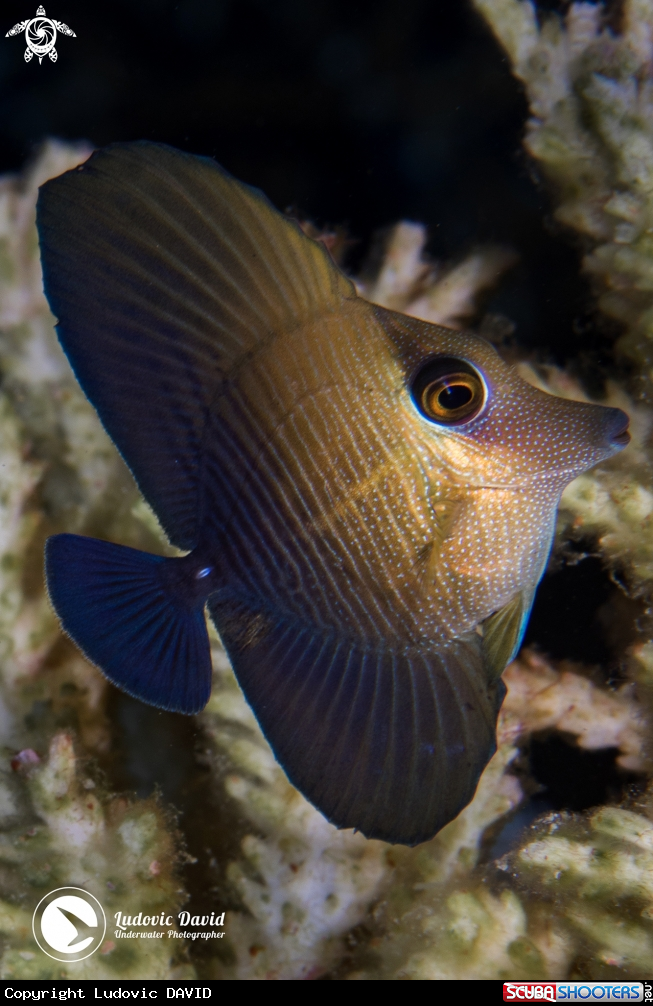 A Brushtail Tang