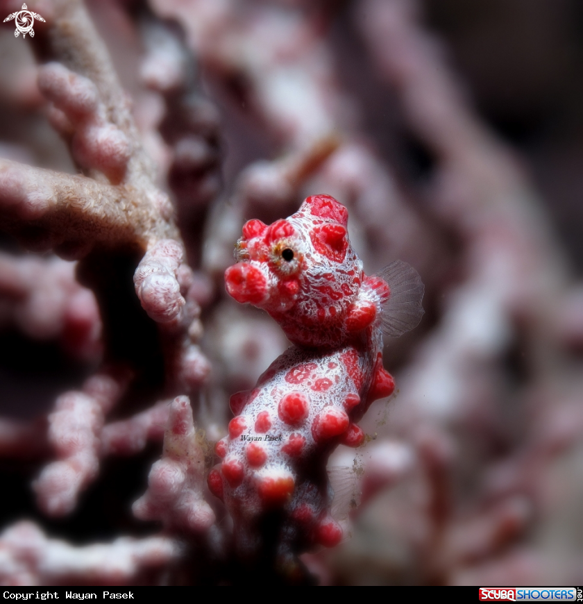 A Bargibanti pygmy seahorse