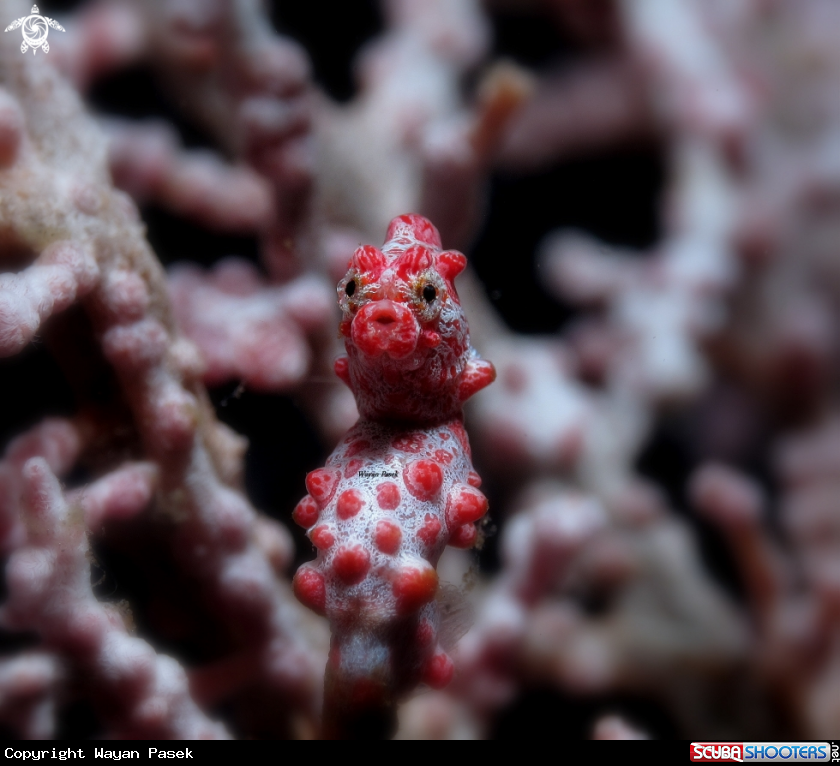 A Bargibanti pygmy seahorse