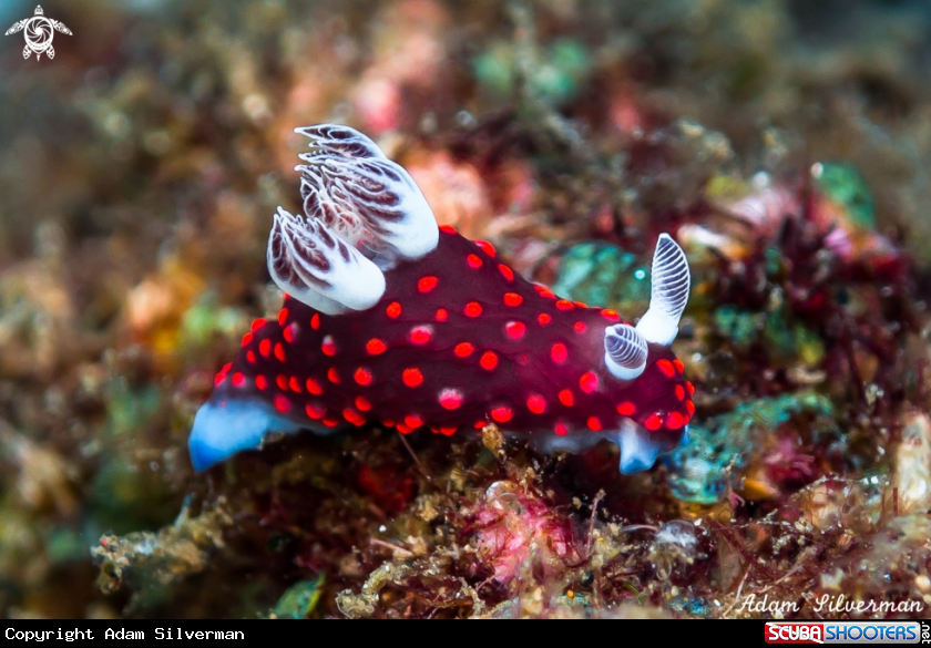 A Nembrotha sp.1