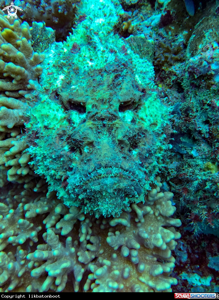 A stonefish