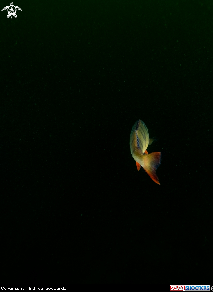 A Perch