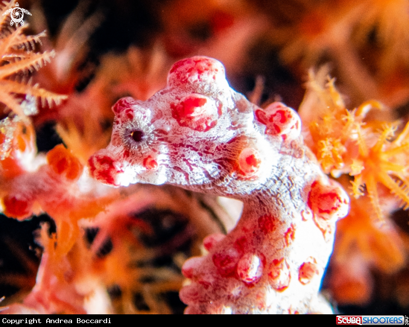 A pigmy seahorse
