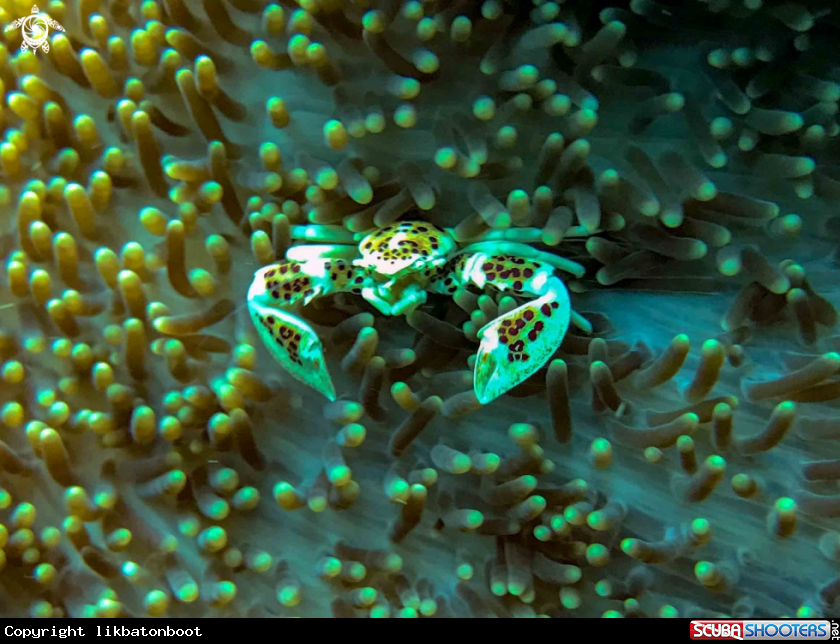A PORCELAIN CRAB