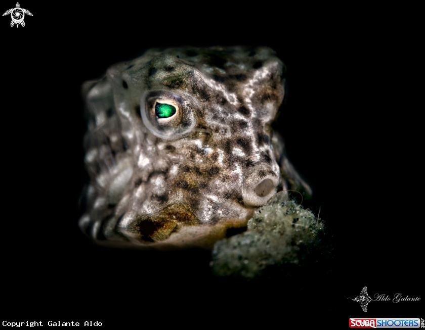 A Boxfish