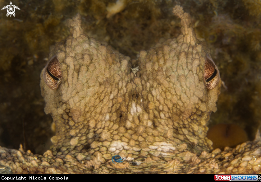 A Octopus eyes