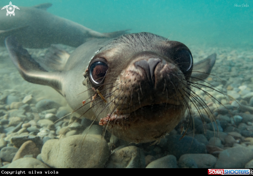 A California Sea Lion 