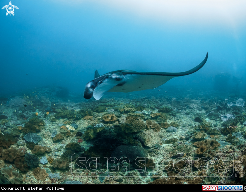 A Manta Ray
