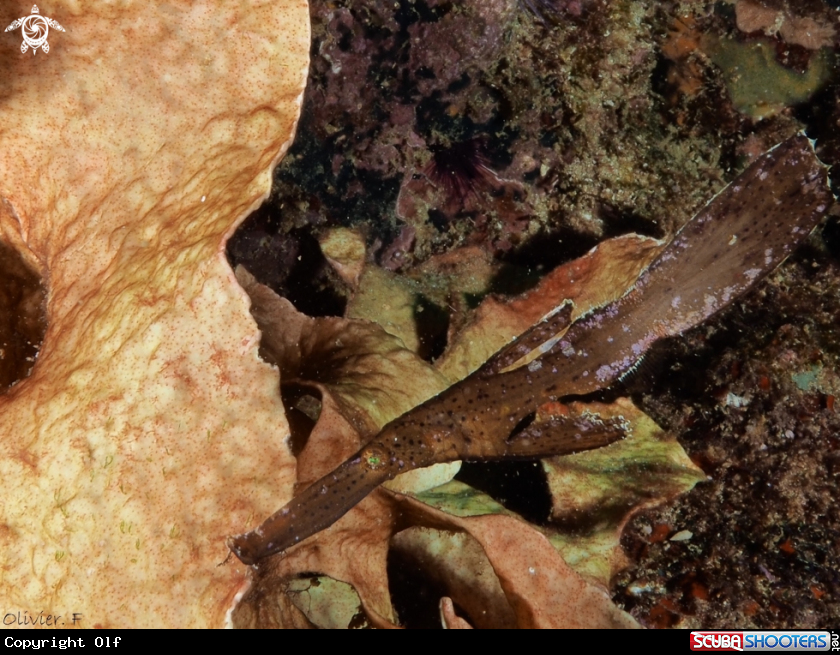 A Ghost pipefish 