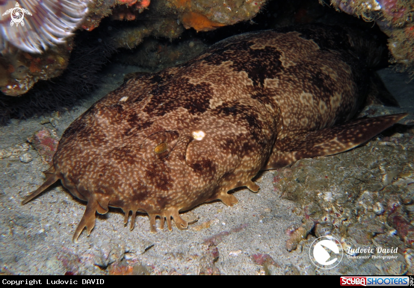 A Indonesian Wobbegong