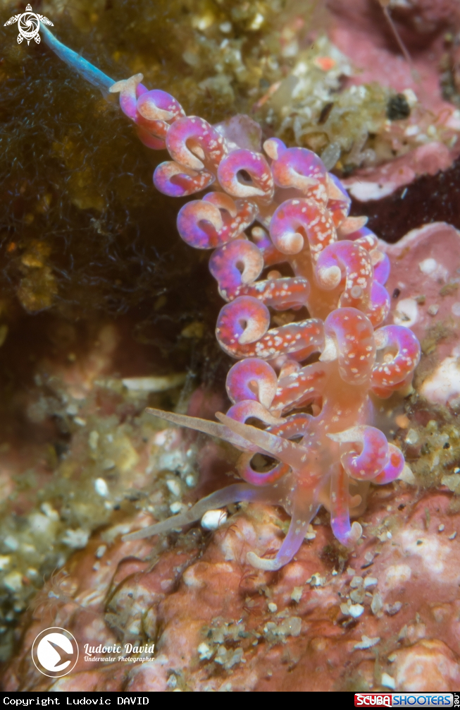 A Pink and Purple Phyllosdesmium Nudibranch