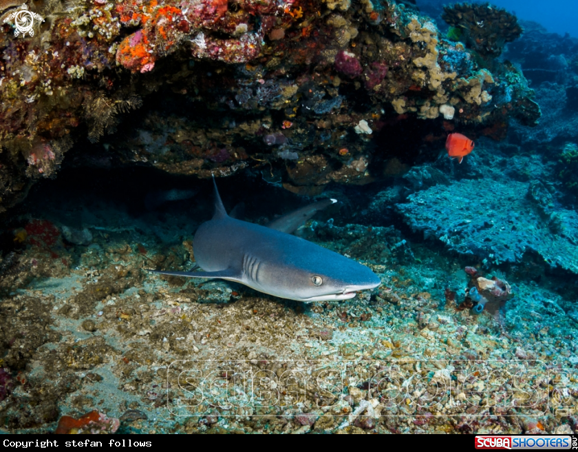 A Whitetip Reef Shark