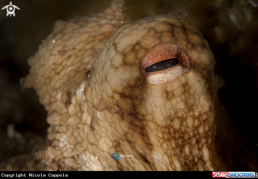 A Octopus eyes