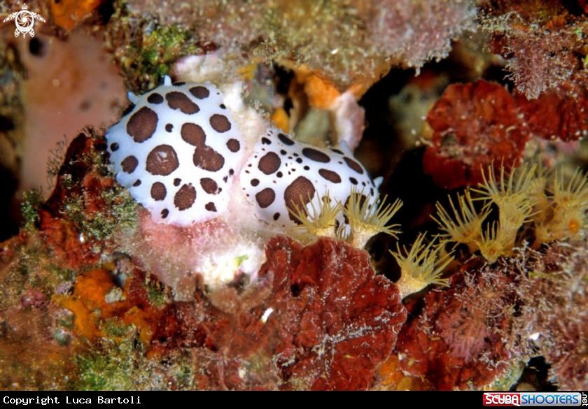 A underwater creature