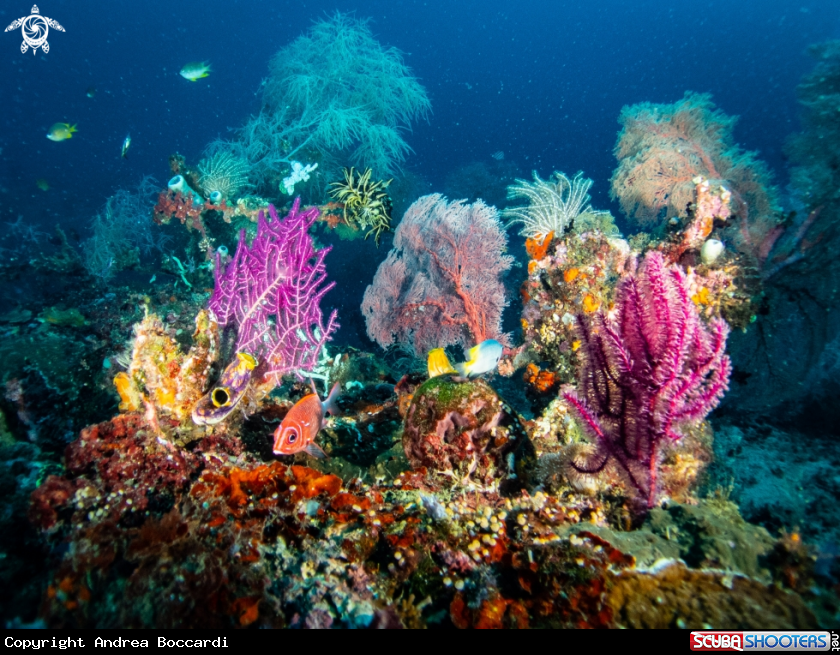 A corals