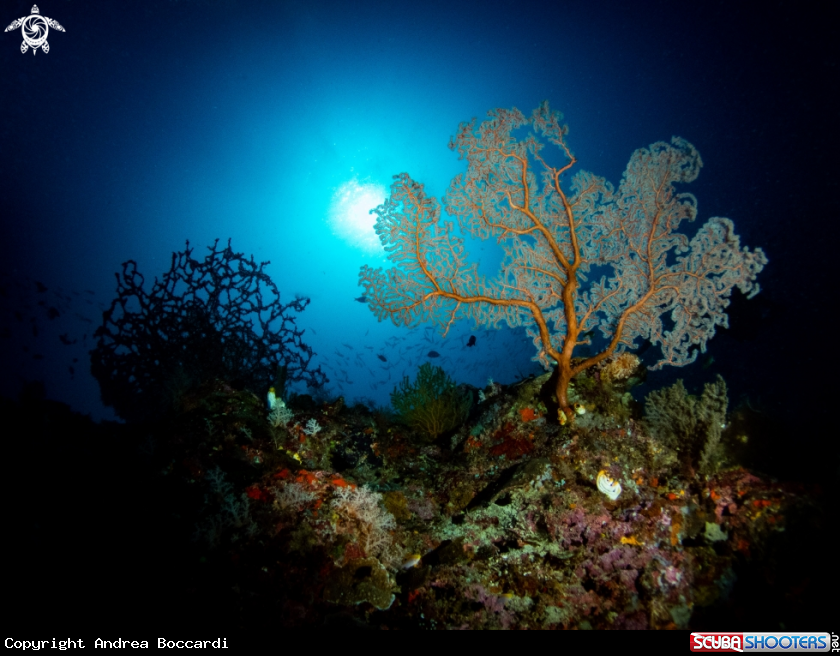 A Gorgonian