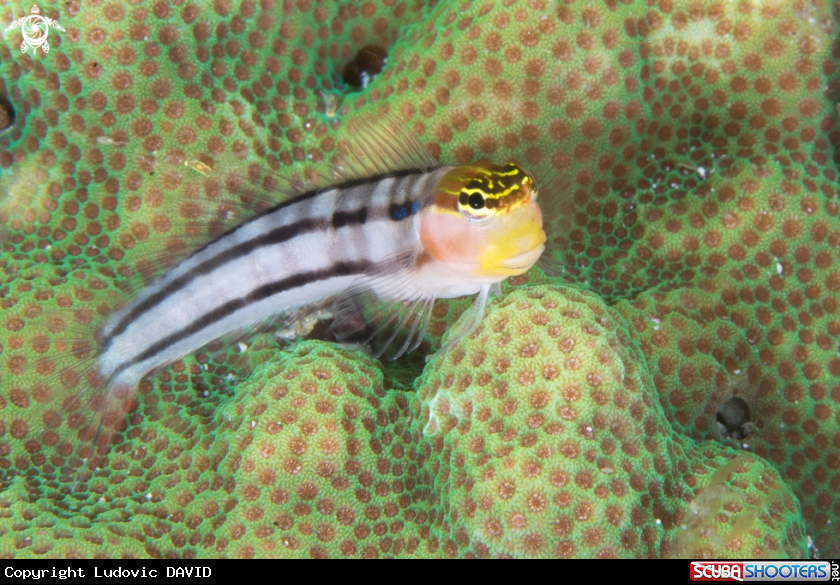 A Bath's Blenny