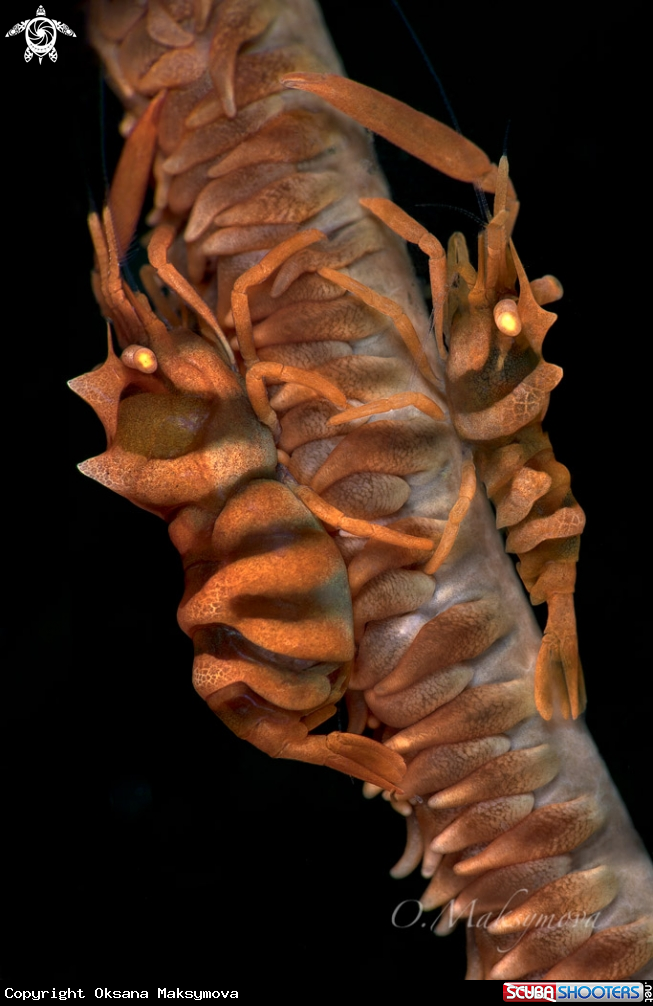 A Zanzibar Whip Coral Shrimp 