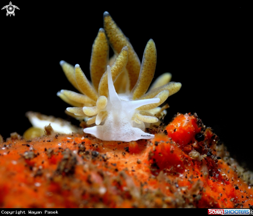 A Phestilla