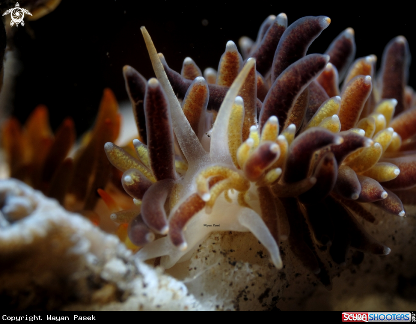 A Phestilla melanobranchia