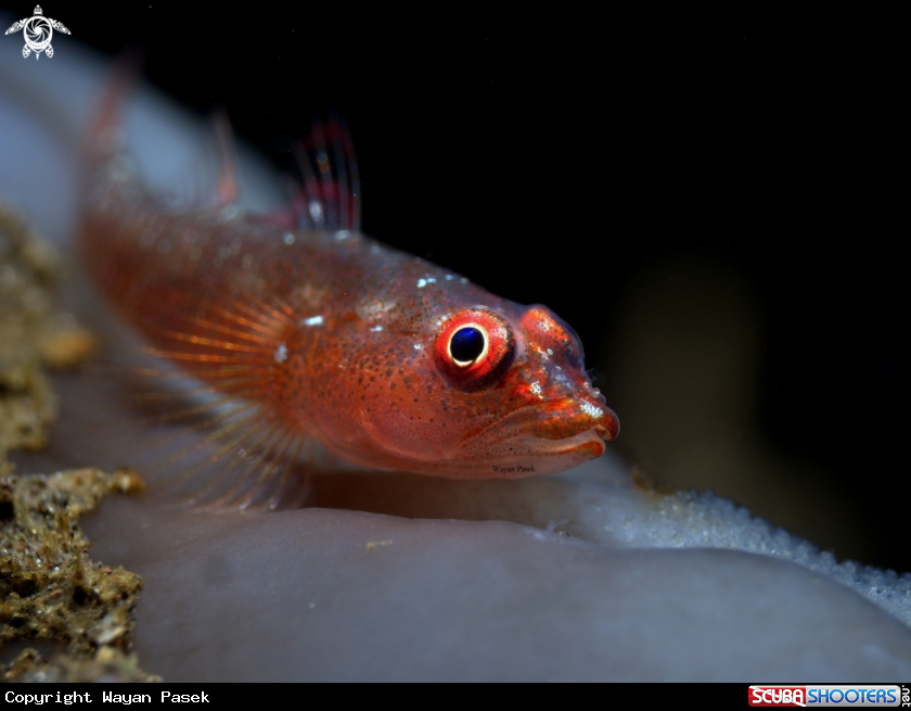 A Goby