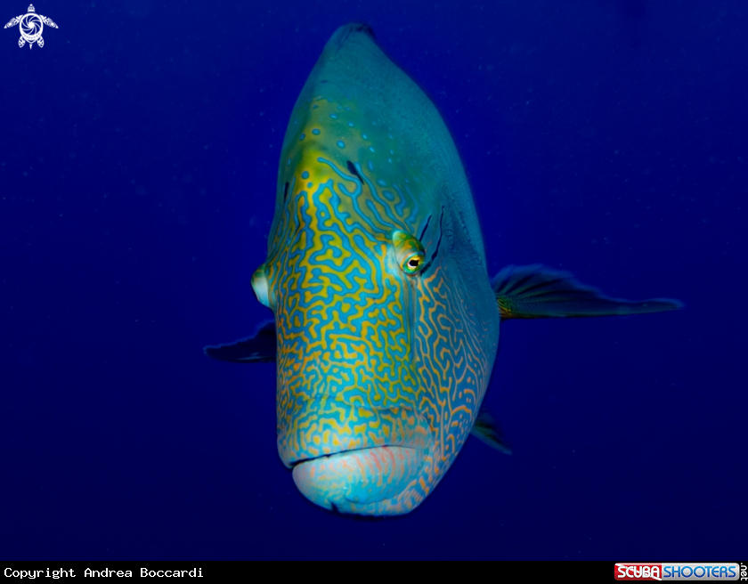 A Humphead wrasse