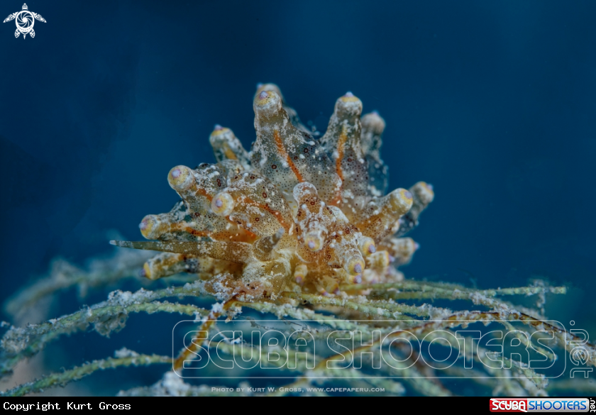 A Nudibranche