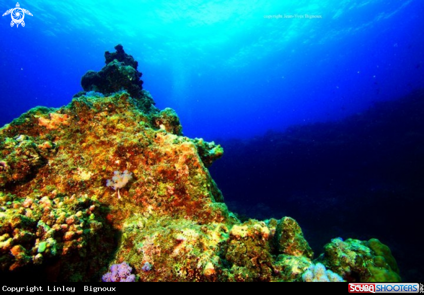 A Coral formations