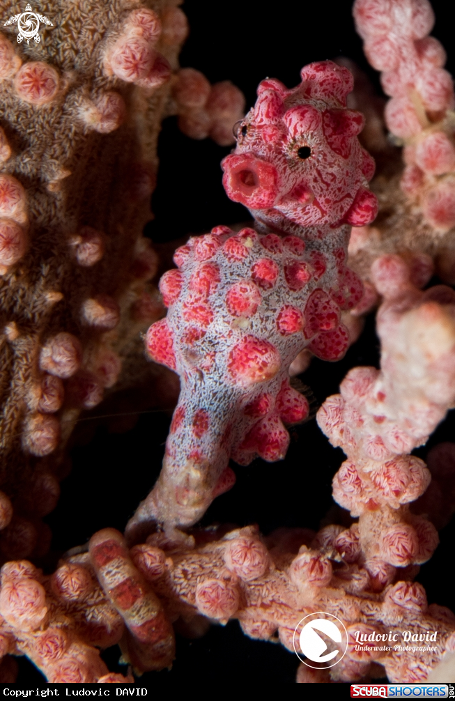 A Pygmy Seahorse